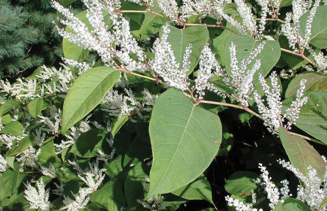 Japanese knotweed