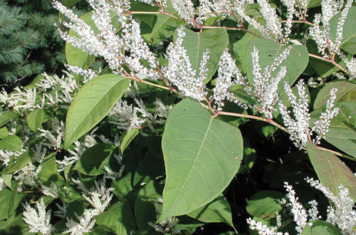 Japanese knotweed