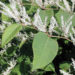Japanese knotweed