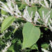 Japanese knotweed