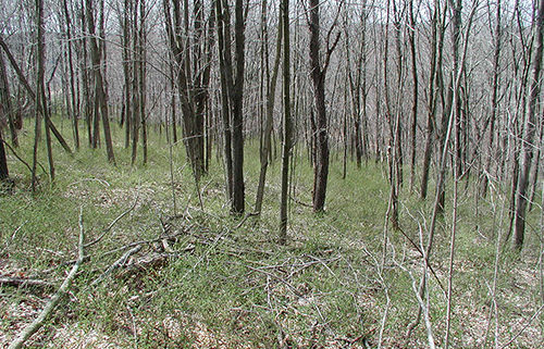 An Infestation or Understory Incursion of Barberry