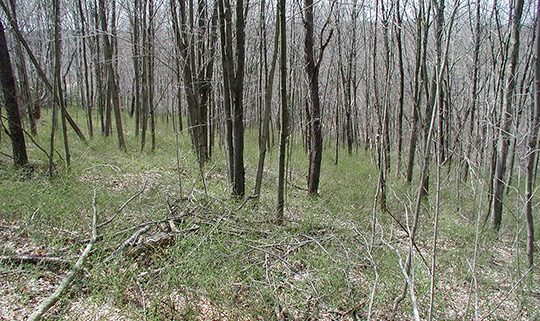 An Infestation or Understory Incursion of Barberry