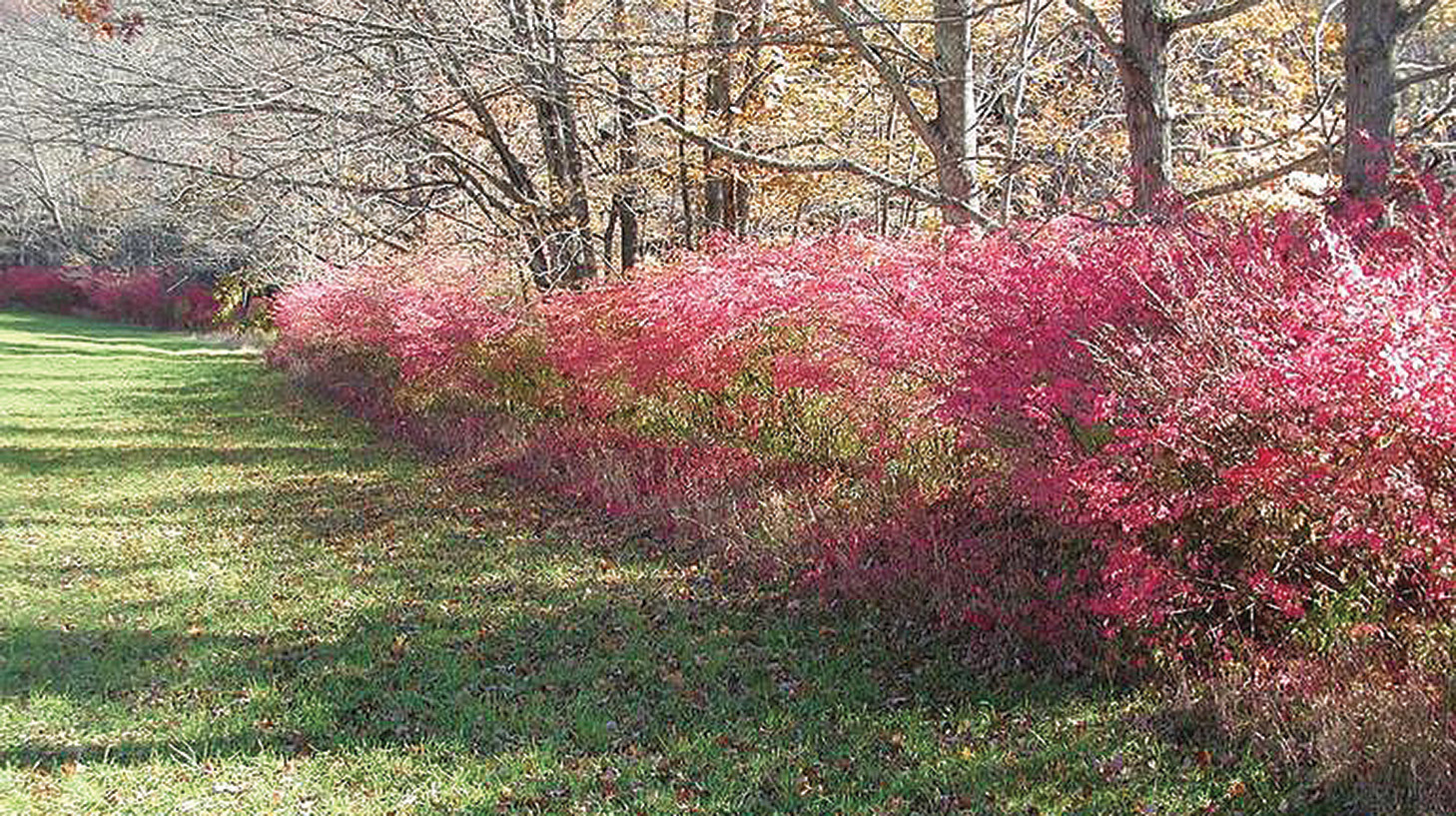 Invasive Burning Bush