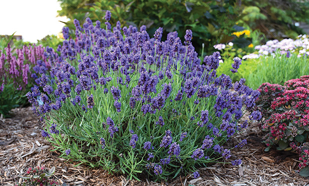 Indoor lavender plants are great for having a pop of color and calming  scent nearby all year roun…