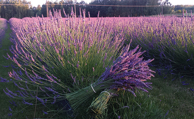 Some species of lavender grow well in Texas