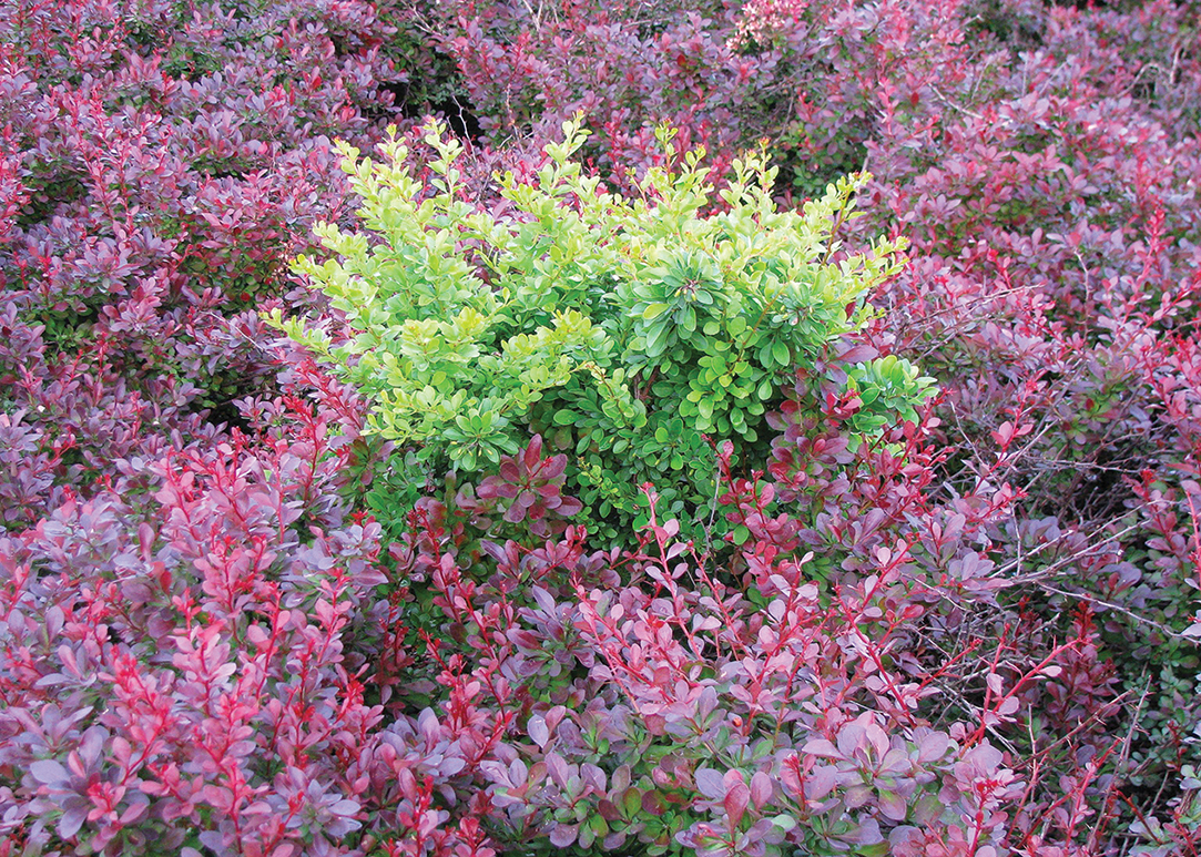 Invasive Japanese Barberry