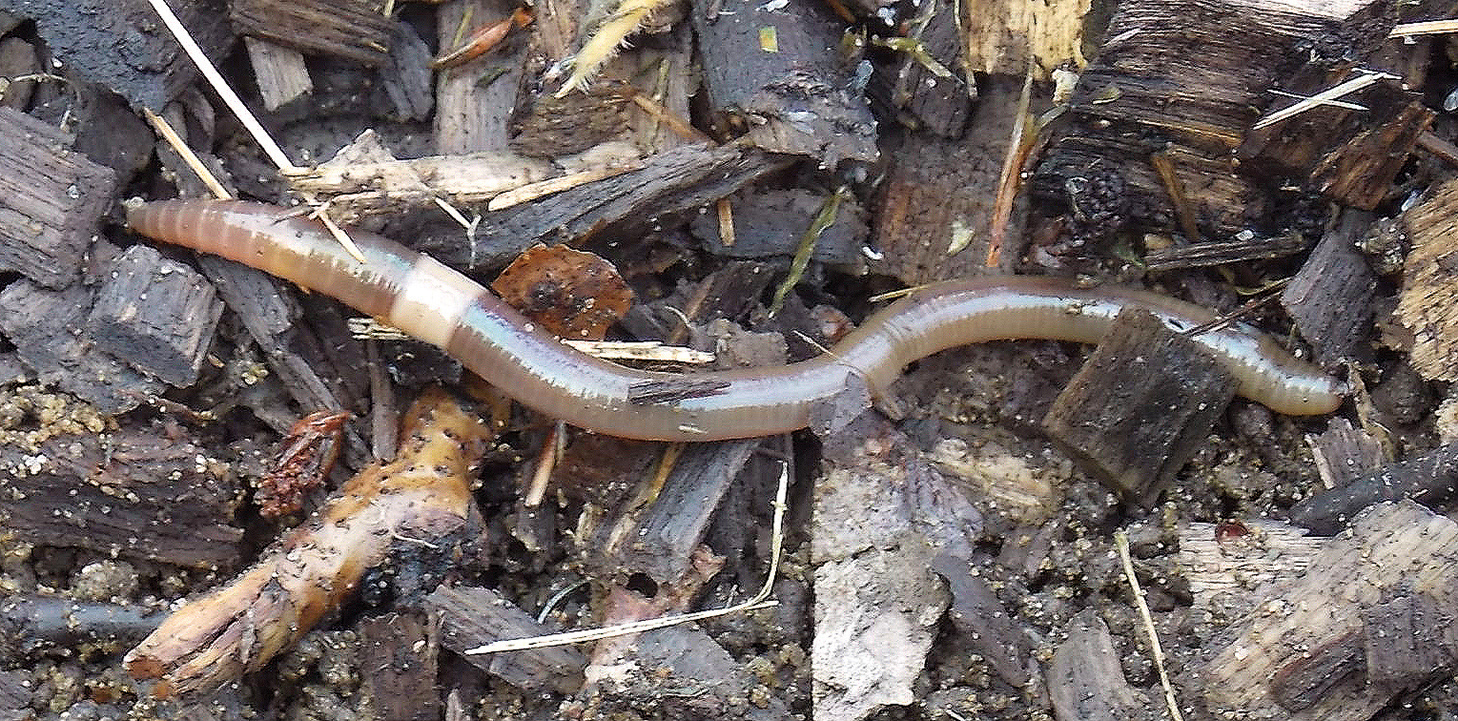 Jumping Worm Protocol