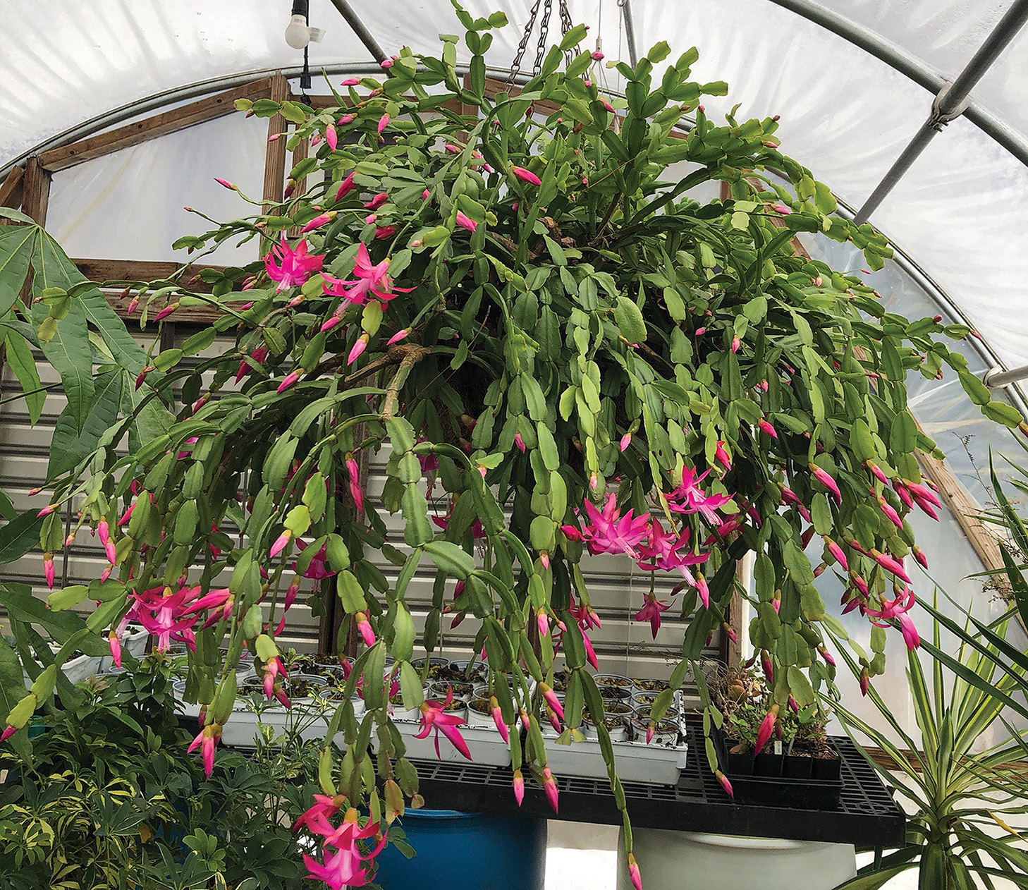 Holiday Cactus