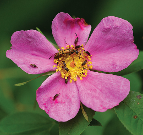 Whole Rose Buds - Wild Terra