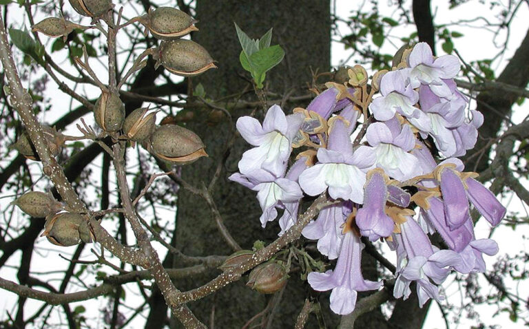 Invasive Princess Tree